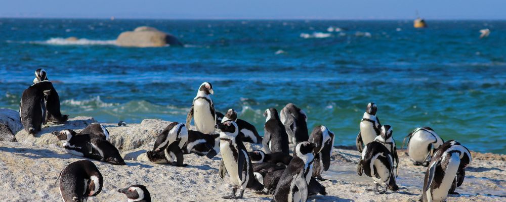 St. Kilda Penguins Waddle