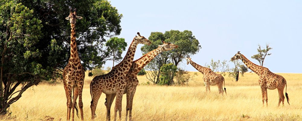 Giraffes Experience