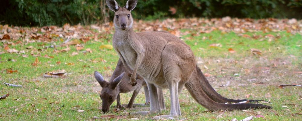 Kangaroo Experience