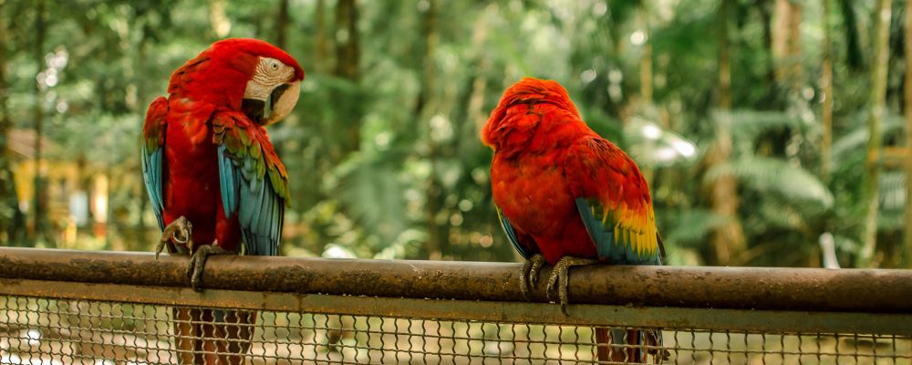 Macaw experience