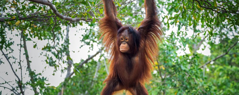 Orangutan Experience